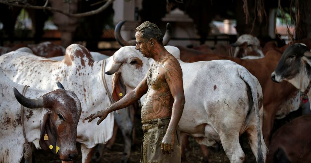 Indian doctors warn against cow dung as COVID cure – Reuters India