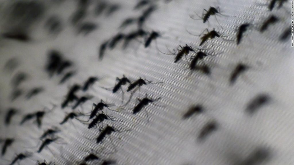 Modified mosquitoes reduce dengue cases by 77% in Indonesia experiment – CNN