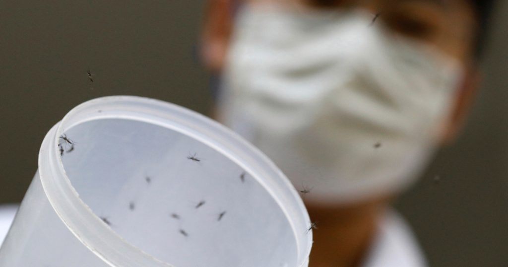 Dengue fever cut by 77% in groundbreaking mosquito trial – Al Jazeera English
