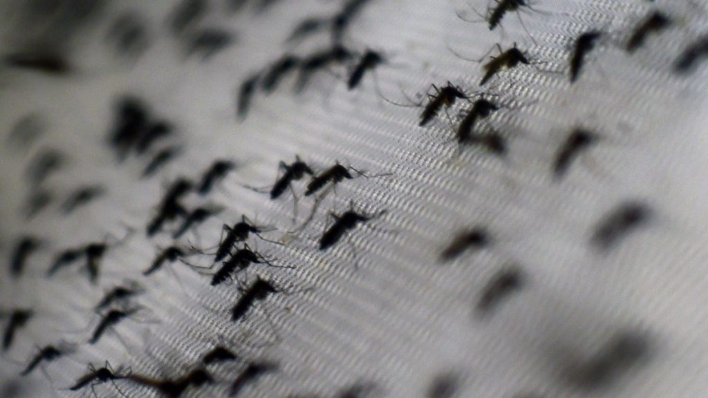 A Breakthrough Trial Used Bacteria-Infected Mosquitoes to Stamp Out Dengue – Gizmodo