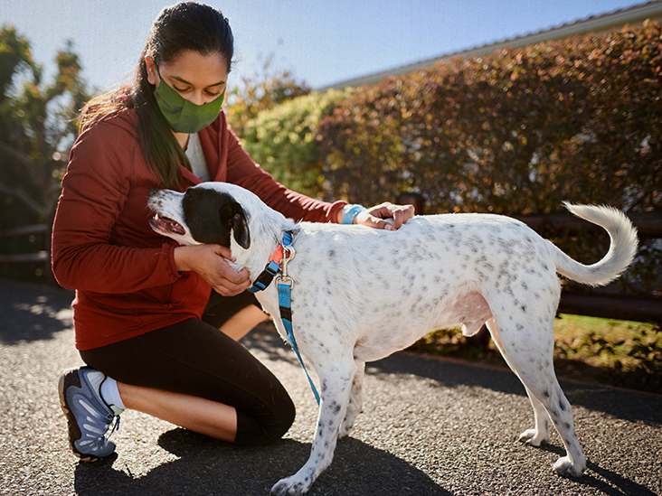 Is COVID-19 more common in pets than we previously thought? – Medical News Today