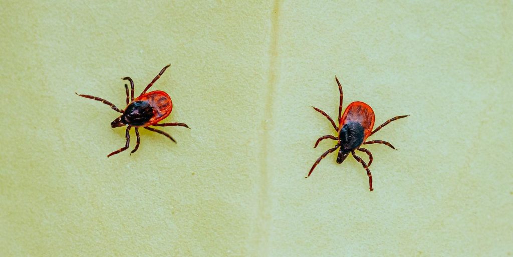 Experts Predict Summer 2021 Will Be a ‘Tick Time Bomb’ — Here’s How to Stay Safe – Yahoo Lifestyle