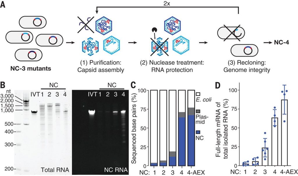 Evolution of a virus-like architecture and packaging mechanism in a repurposed bacterial protein – Science Magazine