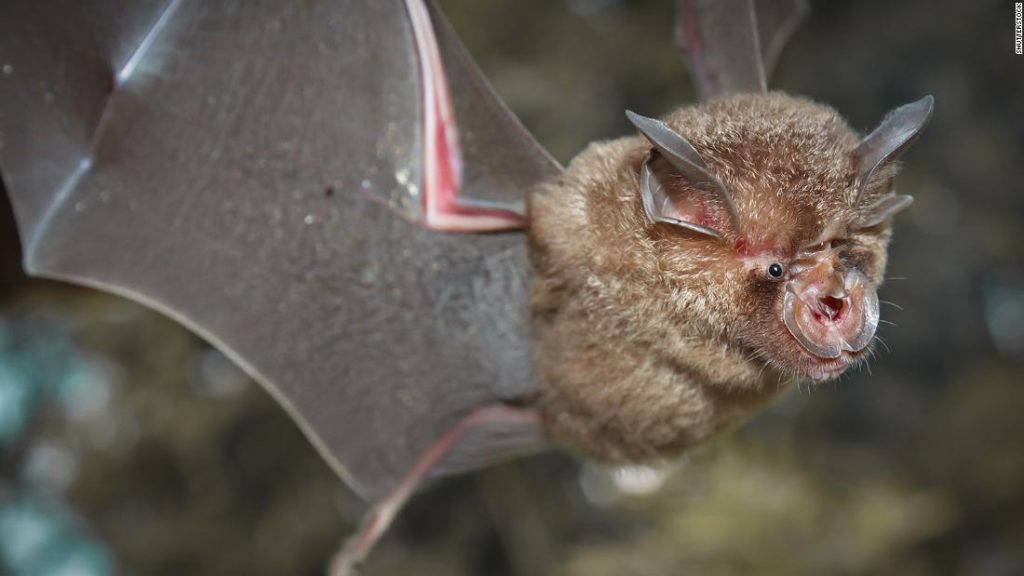 Chinese researchers find batch of new coronaviruses in bats – CNN
