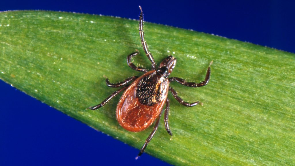 Lyme Disease-Carrying Ticks Are Turning Up On Californias Beaches – NPR