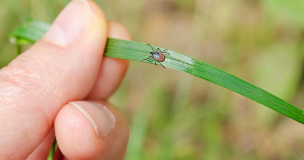 Why ticks are on the rise this year and how to protect yourself from Lyme disease – CNET