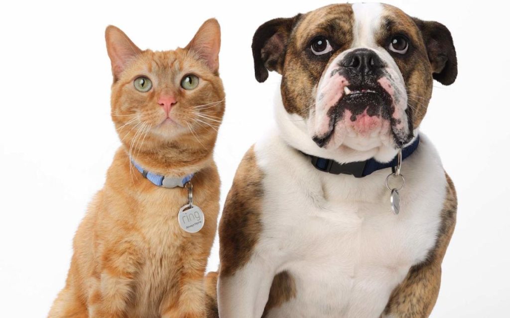 Ring announces a wearable for your lost pets thats just a QR code