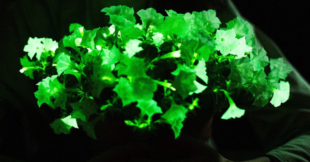 Here Come the Glow-in-the-Dark Houseplants – WIRED