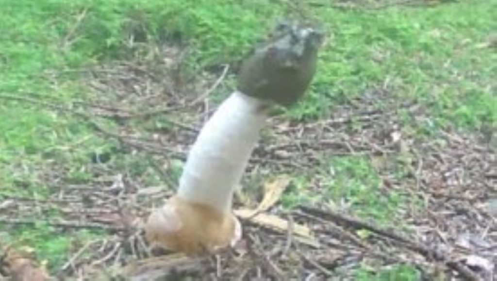 Watch slime-covered penis mushroom that smells like rotting flesh grow and decay in mesmerizing timelapse – Livescience.com
