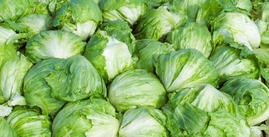 Taylor Farms pulls iceberg lettuce from the US market after cyclosporiasis outbreak